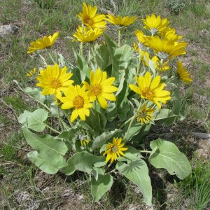 Balsamroot - Sage Flats, Jackson Hole