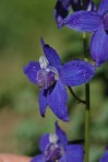 Delphinium nuttallianum
