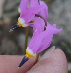 Shooting Stars are "buzz" pollinated.