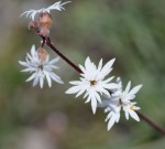 Lithophragma tenellum
