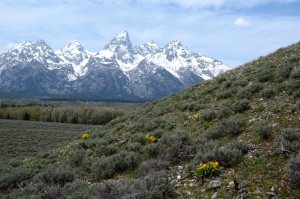 Wildflowers on a sage slope overlooking the Grand Tetons May 2013