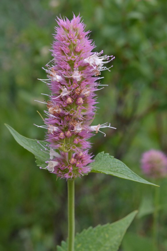 B_AgasUtri_Fl_GrCanTr_62513_1