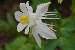 Aquilegia flavescens