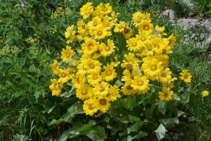 Balsamorhiza sagittata