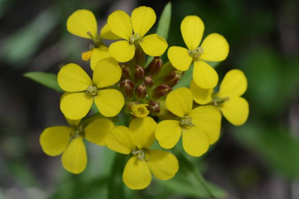 Erysimum asperum