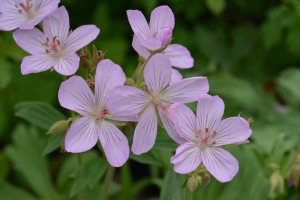 Geranium viscossimum