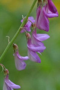 Hedysarum occidentale