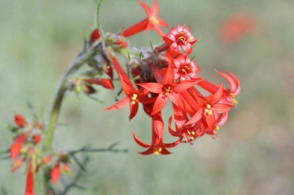 Scarlet Gilia (Ipomoxis aggregata) - Tubular red flowers attract hummingbirds, but also other long-tongued insects.