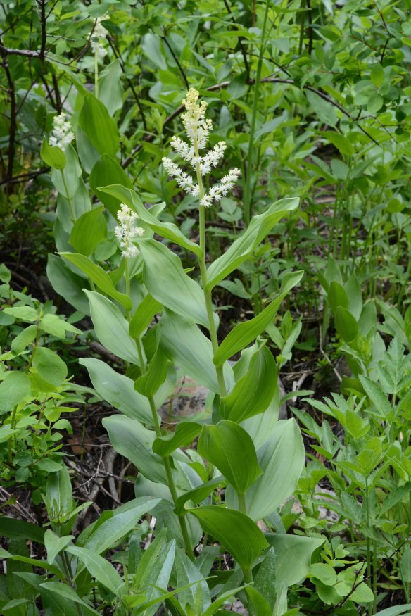 Maianthemum racemosum
