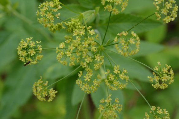 Osmorhiza occidentalis