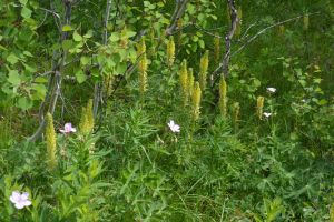 Pedulcaris bracteosa