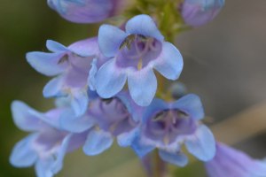 Pensstemon cyanus