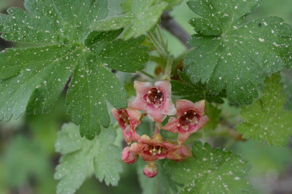 Ribes montigenum
