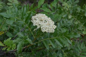 Sorbus scoparia flowers