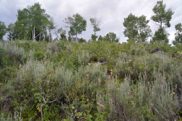 Granite Canyon Trail