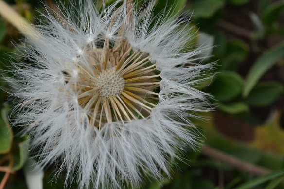 B_AgosGlauLac_fr_AntFl_7513_1aSm