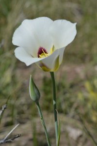 Calochortus nuttallii