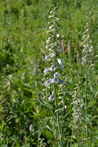 Delphinium occidentale