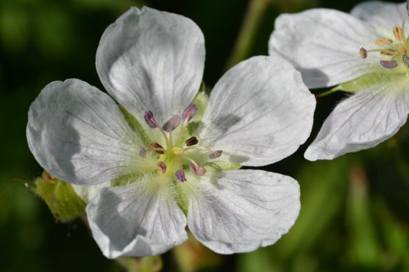 Geranium richardsonii