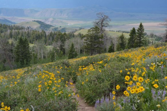 Goodwin Lake Trail has masses of flowers: One-flowered Sunflowers, Sticky Geraniums,  Paintbrushes and Cinquefoils. 