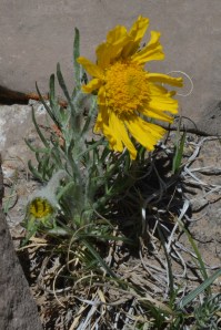 Hymenoxys grandiflora.