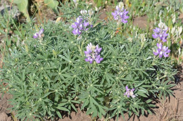 Silky Lupine - Lupinus sericeus