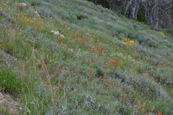 Just south of the high point of the Teton Pass Trail is a mosaic of bloom.