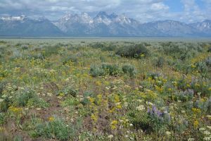 The view from Antelope Flats west to the Tetons is filled with wild flowers.  