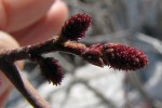 Female catkin of Mountain Alder, note crimson stigmas.