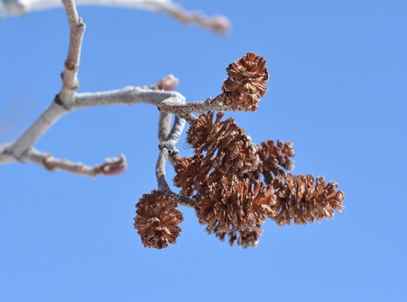 AlnInc_fr_41414_MWRd_1_cpsm