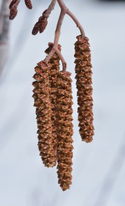 Mountain Alder male catkins are rusty colored just before they produce yellow pollen dispersed by wind.