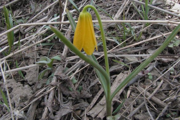 Yellowbells is a member of the Lily Family: count the 6 tepals and 6 anthers.