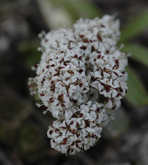 Five white petals of curve over two deep purple stigmas of Turkey Peas.