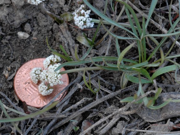 The flower clusters of Turkey Peas are smaller than a penny.