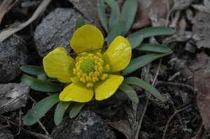 The lowest leaves of Utah Buttercup are deeply 3-5 lobed. 