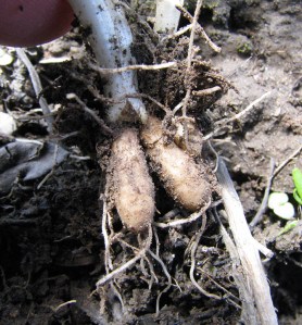 Utah Buttercup has large swollen storage roots.