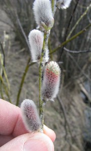 Booth's willow - Male catkins or pussies.  