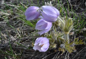 AnemPate_flbuds_JosRdg_2614_2Q2crp180sm