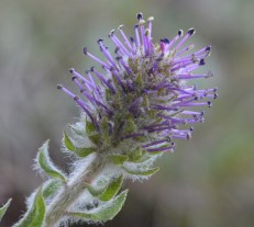 Kittentails - Besseya wyomingensis