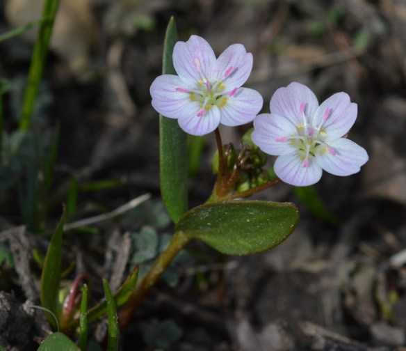 ClayLan_fllv_JosRdg_2614_1crp180sm