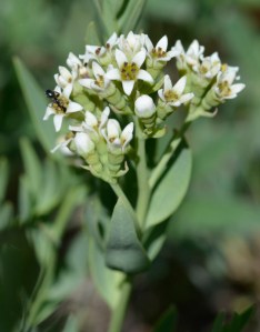 CommUmbe_flCU_RKOrd_61413_1crp180sm