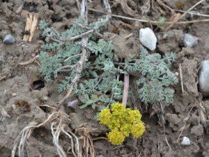 CymoLonp_habfl_kws_42614_3Q1_crpsm