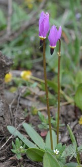 DodeConj_habfl_JosRdg_2614_1crp180sm