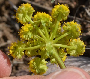 LomaFoen_flCU_GVJct_5314_1crp180sm