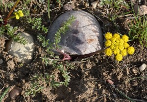 LomaFoen_flhab_GVJct_5314_1crp180sm