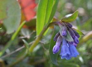 MertObl_FlCU_JosRdg_2614_2acrp180sm