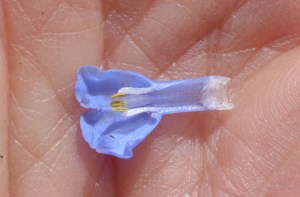 MertObl_FlDis_JosRdg_2614_1crp180sm