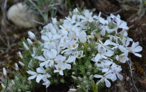 PhlHoo_flhab_AntFl_KWS_42714_1crp180sm