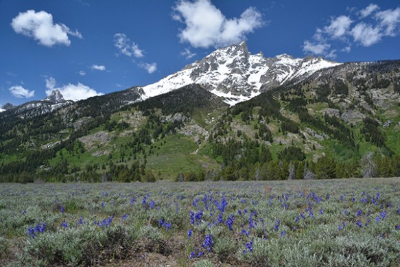 Lupine Meadows with Nuttall's Larkspur - Delphinium nutallianum - 6/14/15