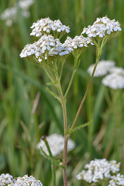 AchiMil_infl_hm_62824_2aCrpWeb